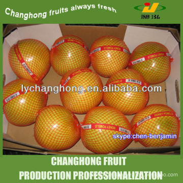 Chinesischer Pampelmuse / ausgezeichnete Grapefruit